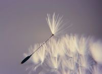 dandelion-3940582_1920 (2)